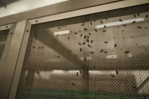 Screwworm Reaches Arizona as U.S. Cases Rise to 71